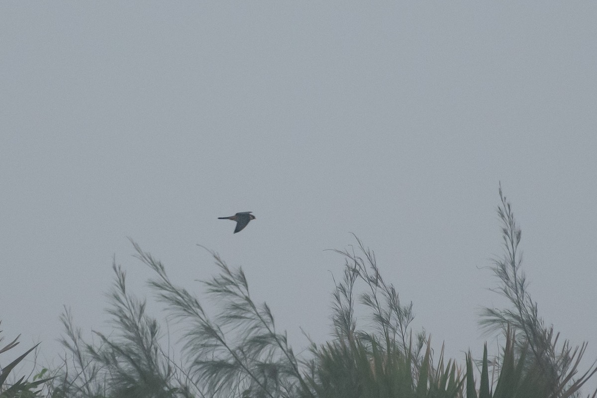 Amur Falcon - ML646436008