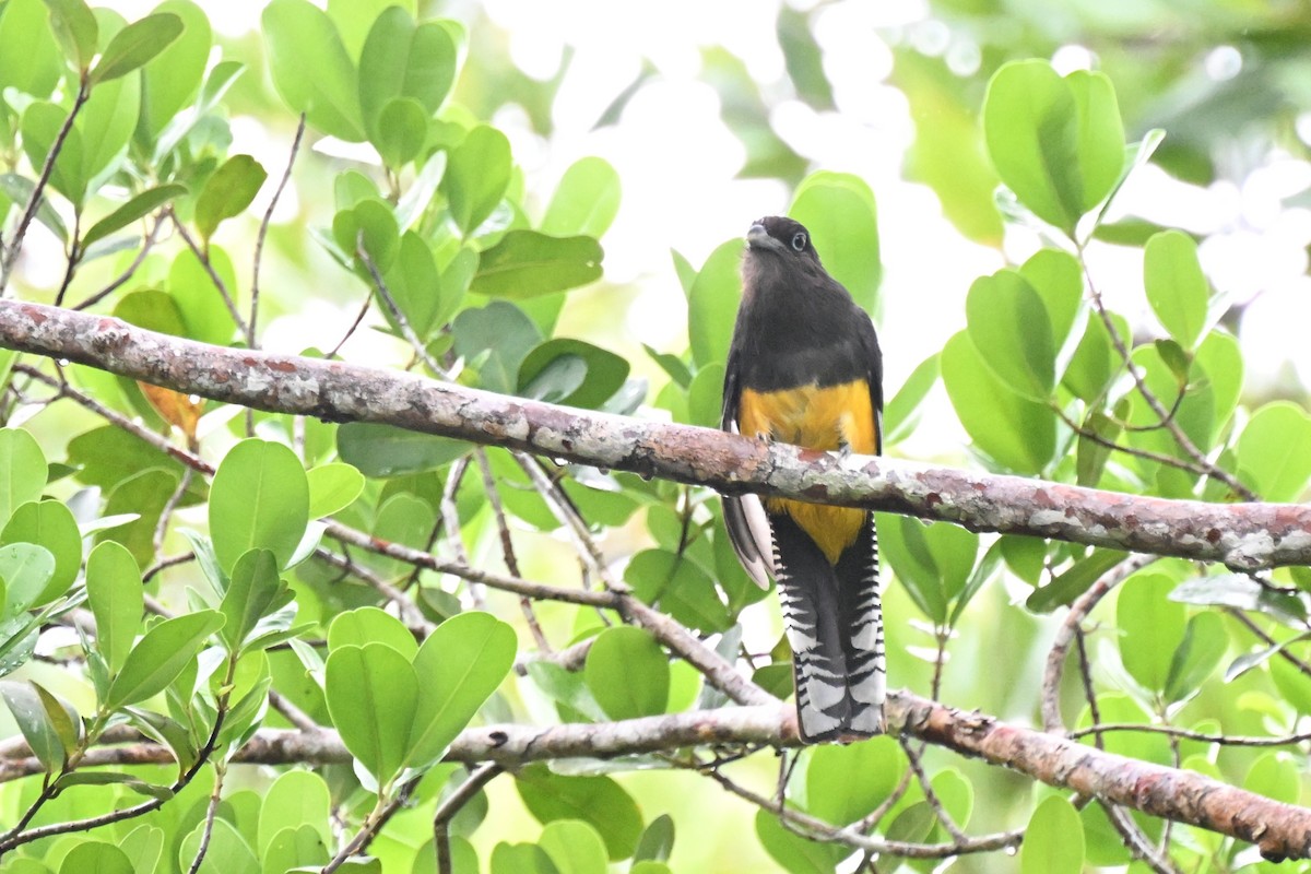 Green-backed Trogon - ML646436012