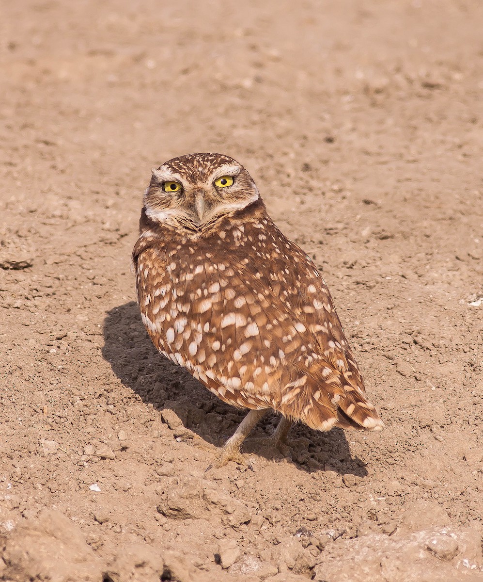 Burrowing Owl - ML646436015