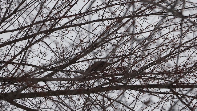 Жовна північна - ML646436017