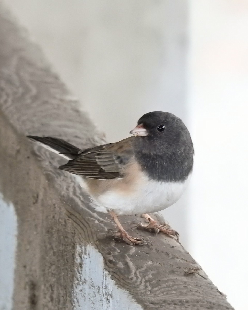 Dark-eyed Junco (Oregon) - ML646436020