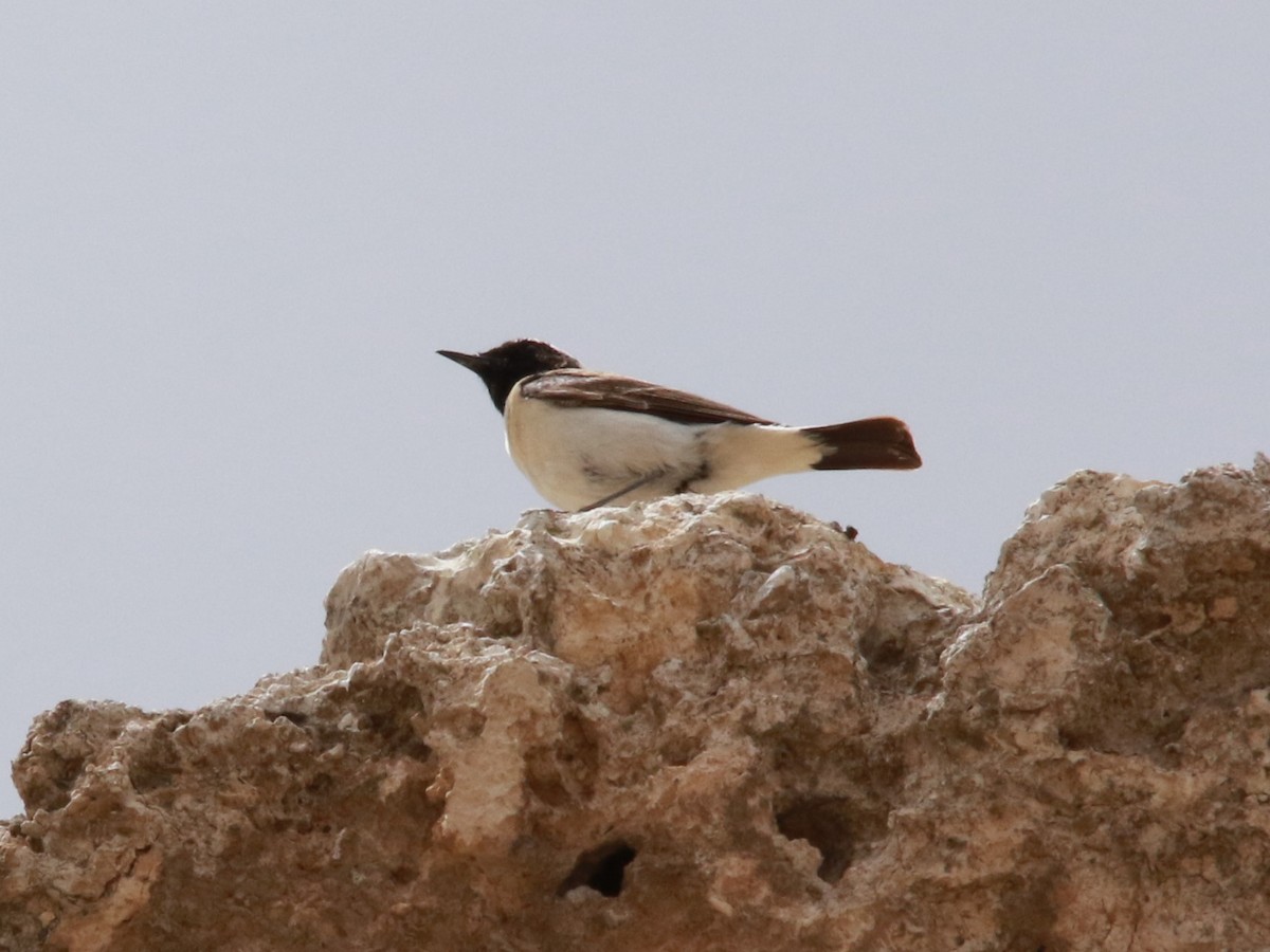 bělořit škraboškový - ML646436022