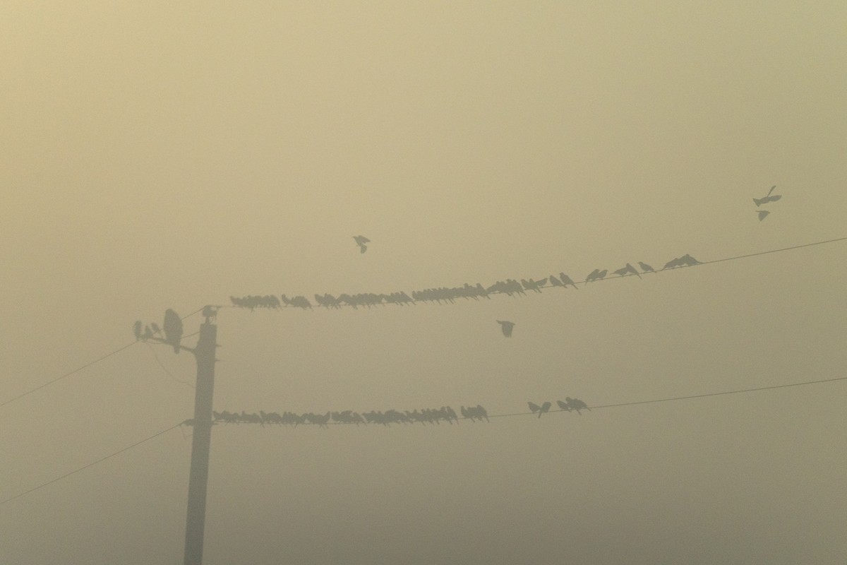 Bronzed Cowbird - ML646436025