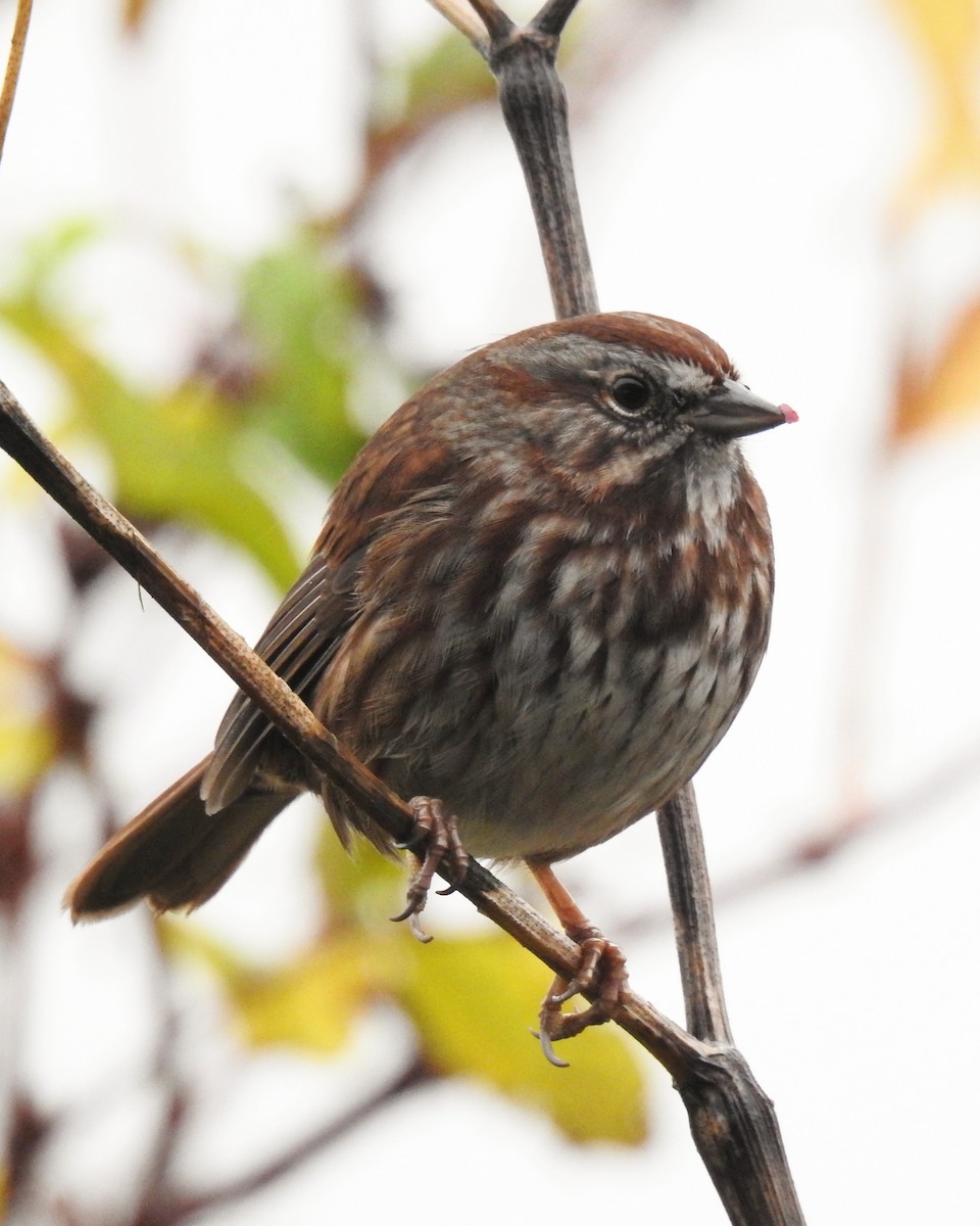 Song Sparrow - ML646436026