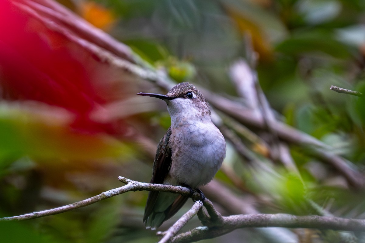 kalypta rubínohrdlá - ML646436027