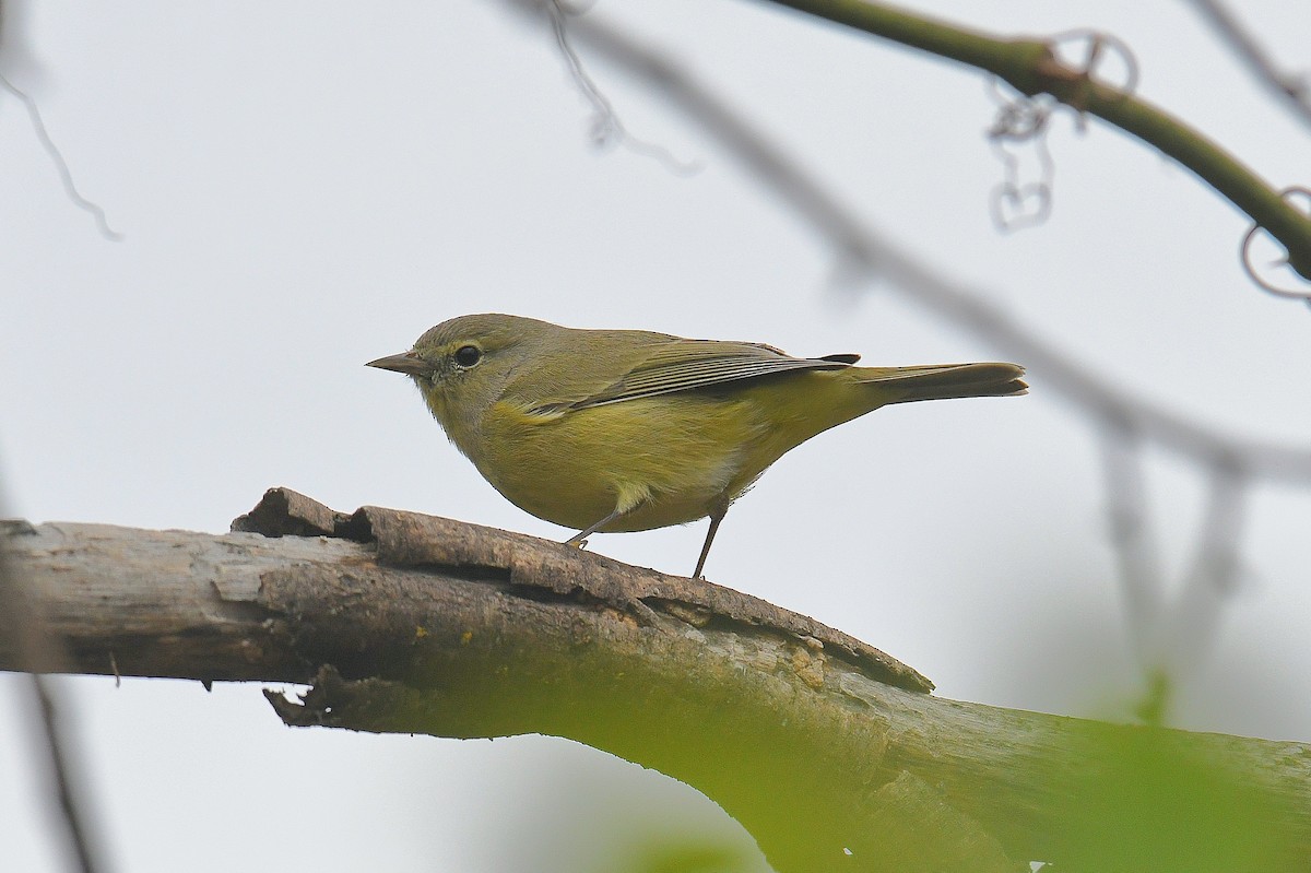 Orange-crowned Warbler - ML646436028