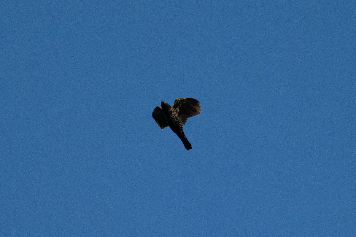 Red-winged Blackbird - ML646436029