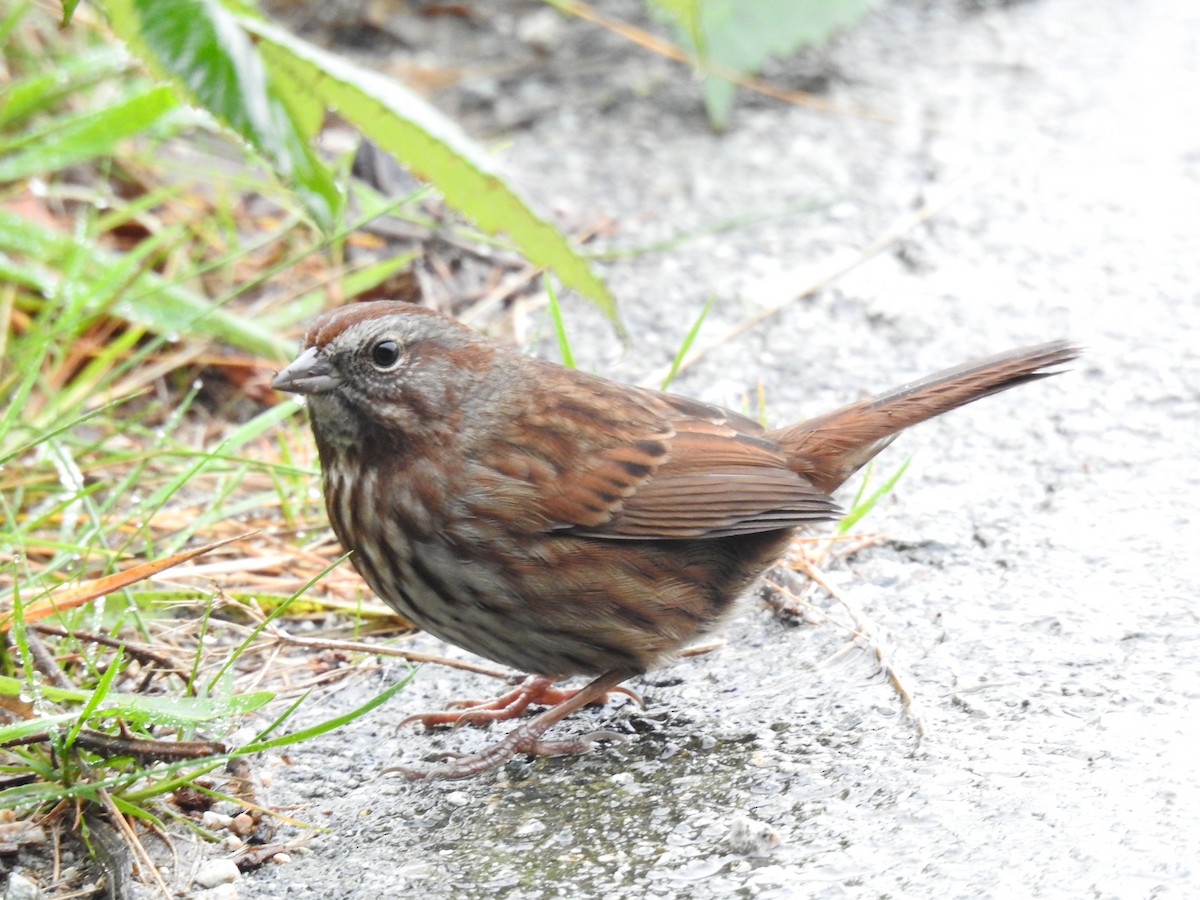 Song Sparrow - ML646436031