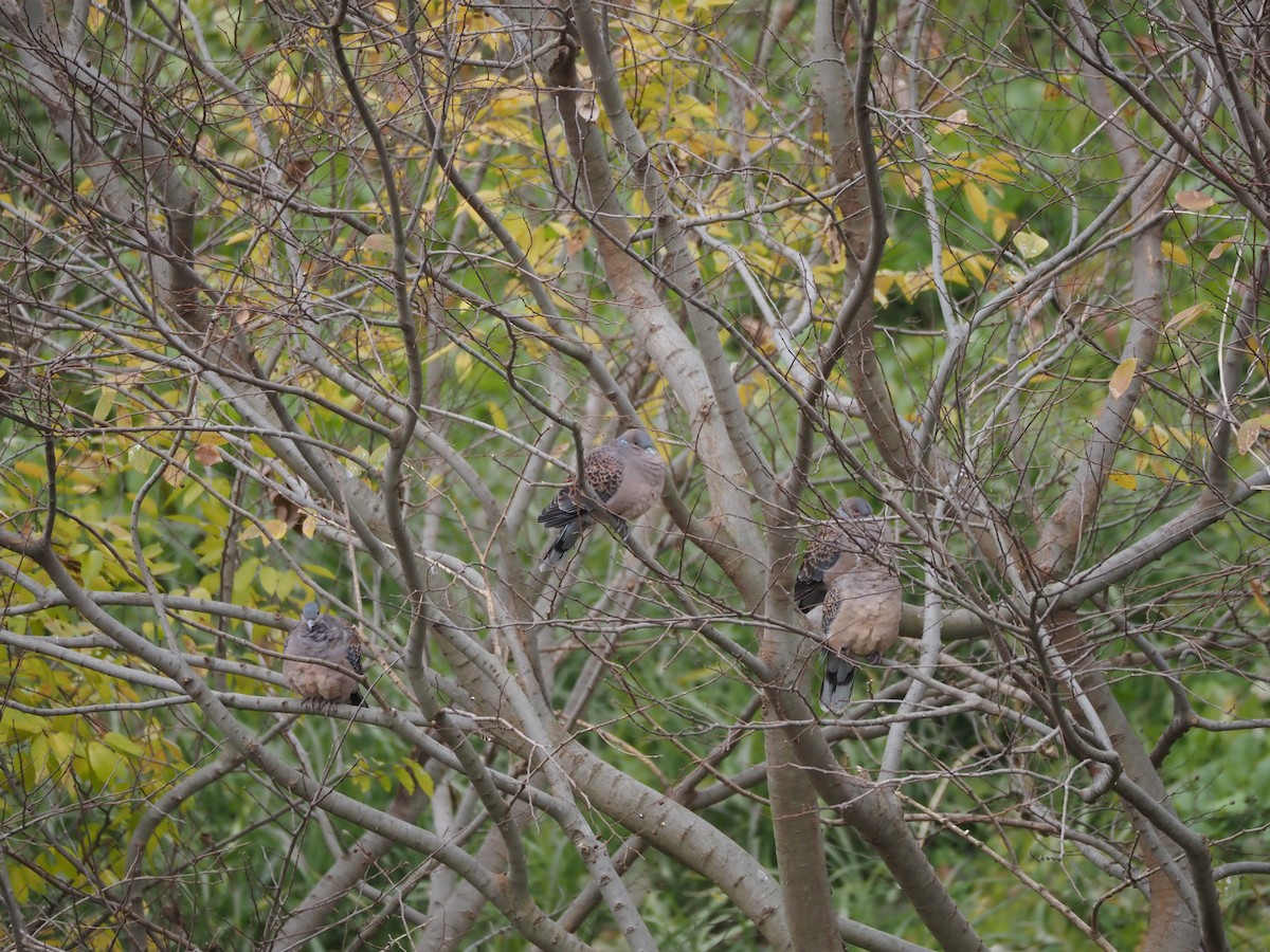 Oriental Turtle-Dove - ML646436035