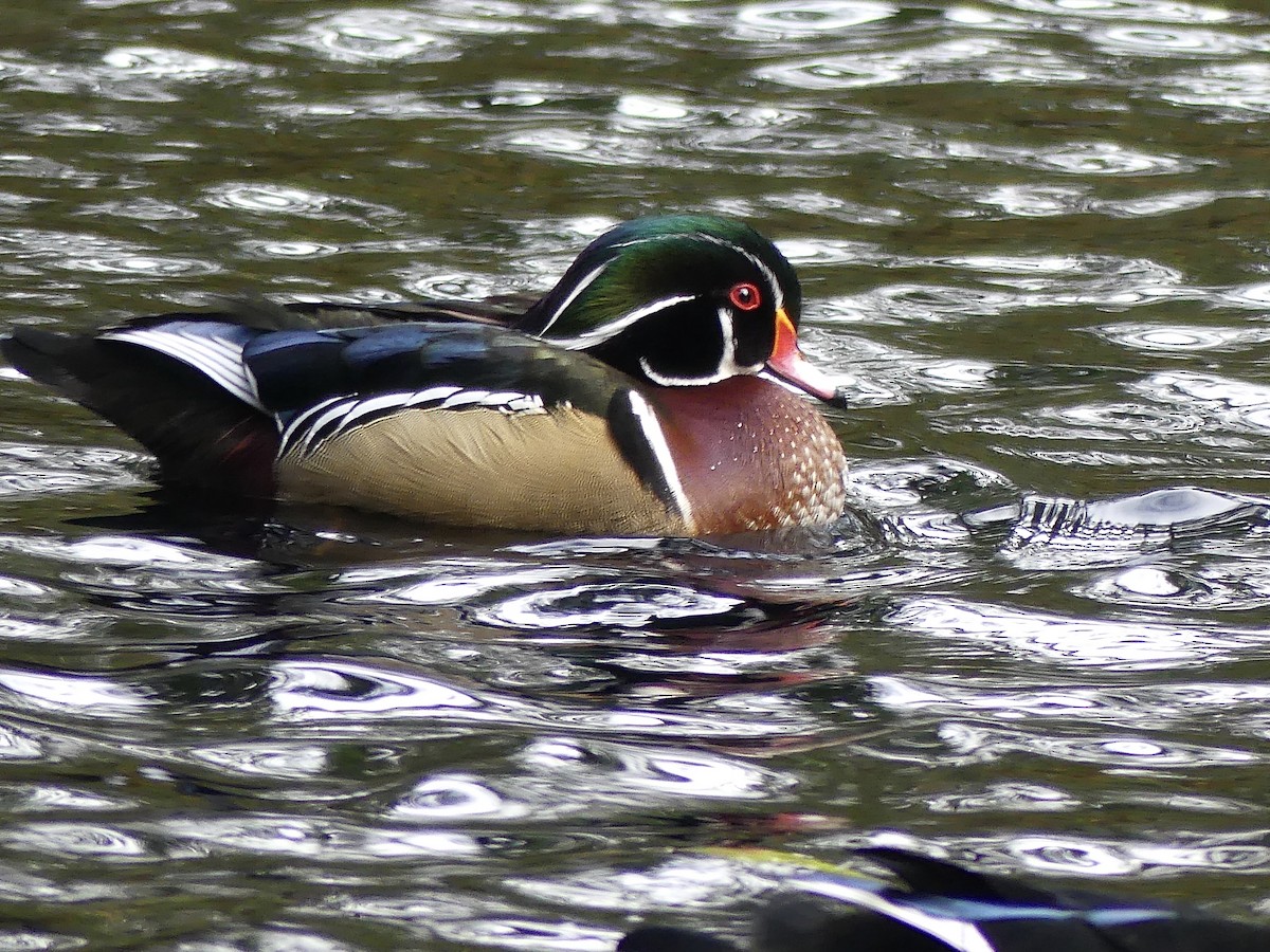 美洲鴛鴦 - ML646436038