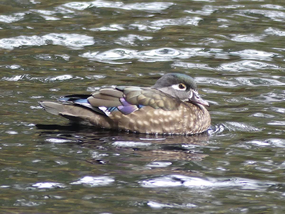 美洲鴛鴦 - ML646436039