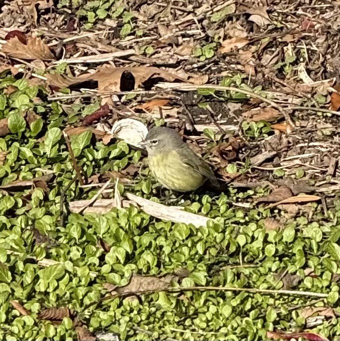 Orange-crowned Warbler - ML646436046