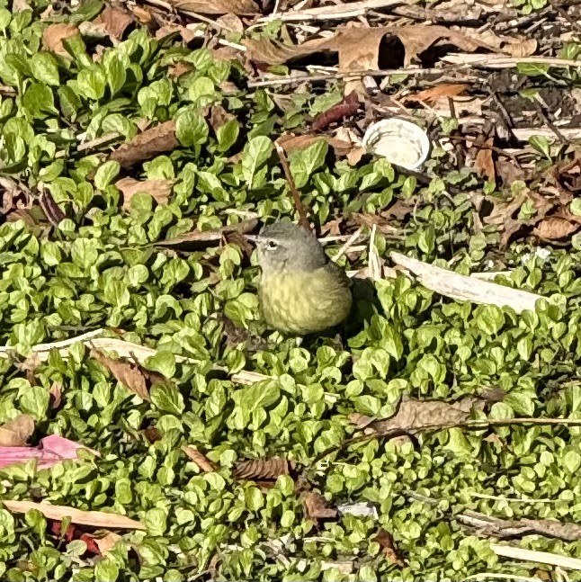 Orange-crowned Warbler - ML646436047