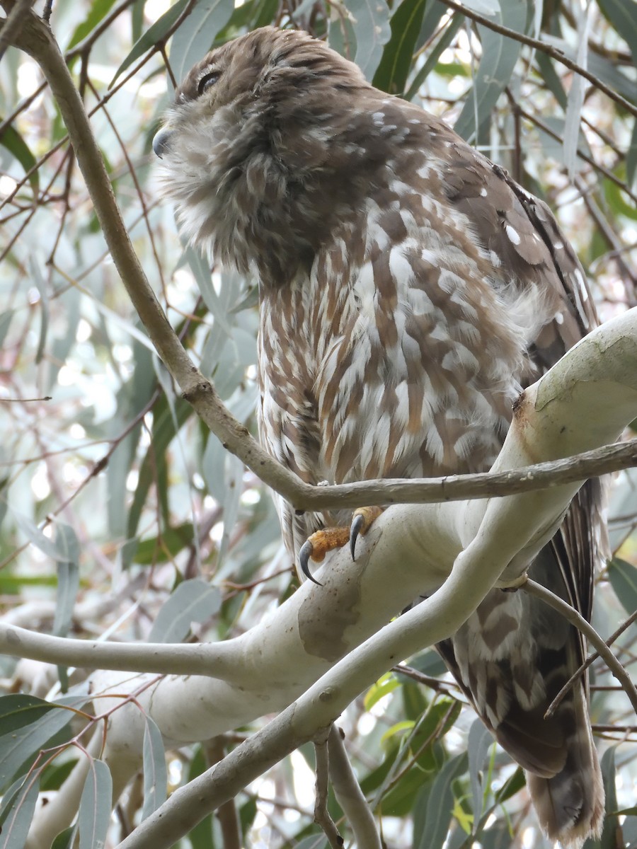 Barking Owl - ML646436053