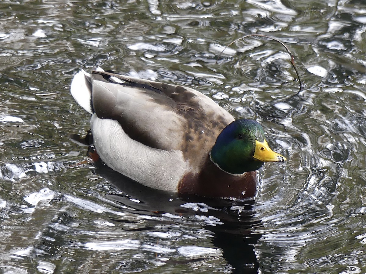 綠頭鴨 - ML646436054