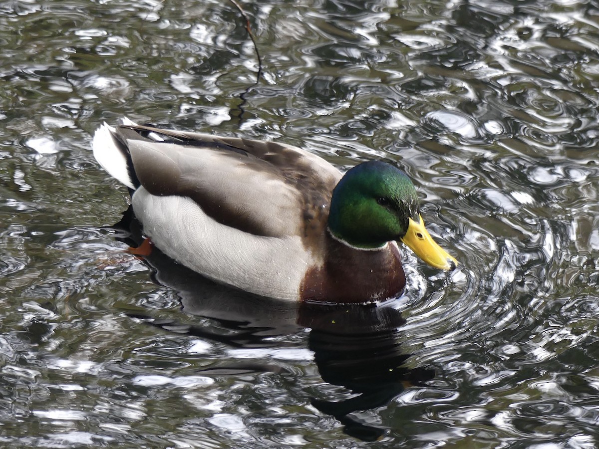 綠頭鴨 - ML646436055