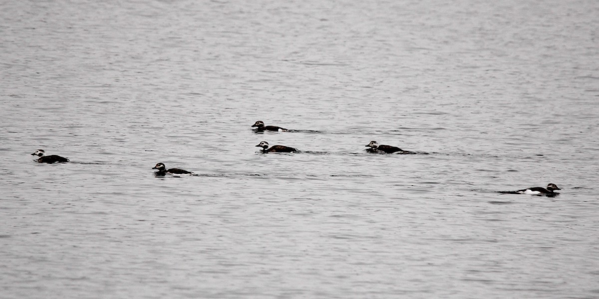 Eisente - ML646436057