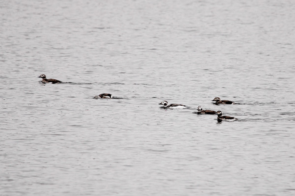 Eisente - ML646436058