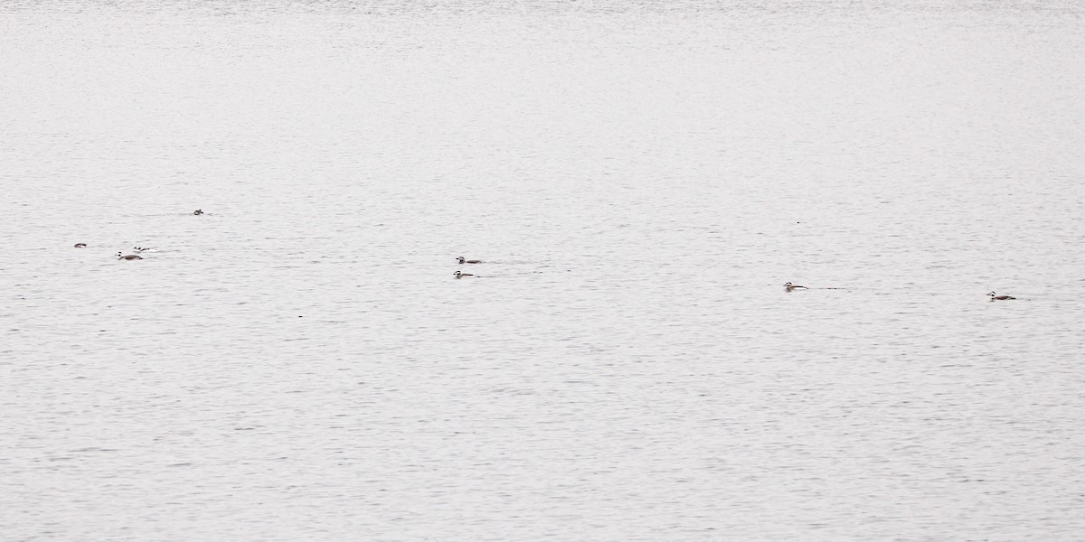 Eisente - ML646436060