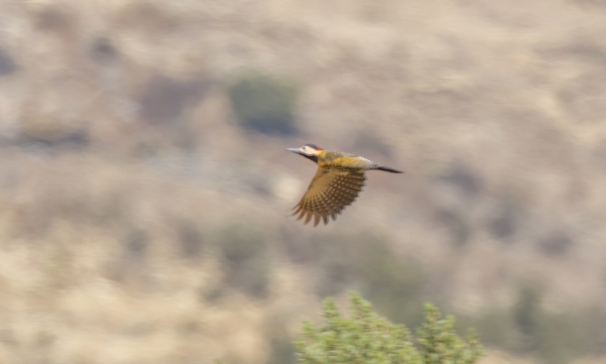 Декол плямистоволий [група melanolaimus] - ML646436061