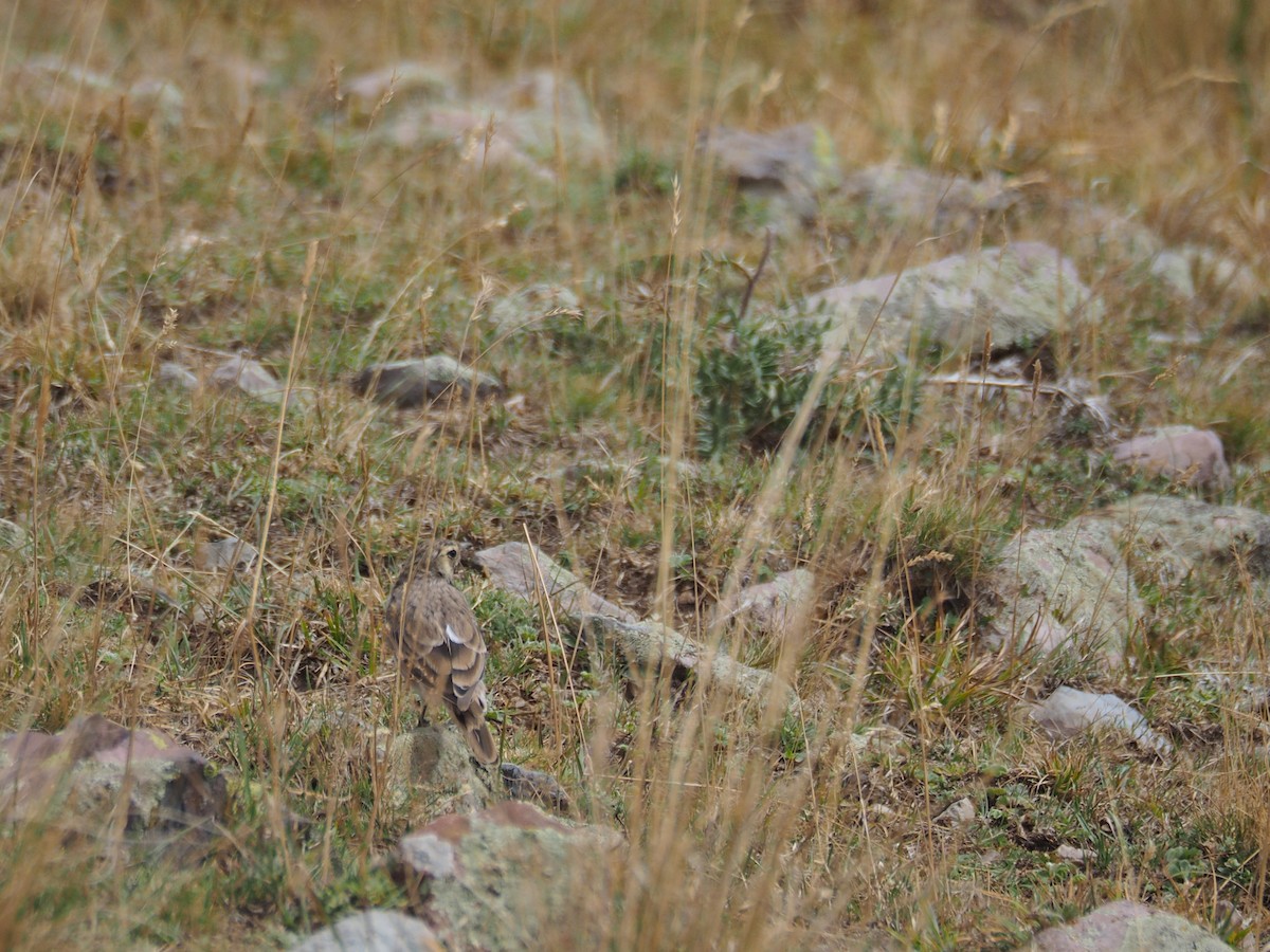 Hegatxabal adarduna - ML646436062