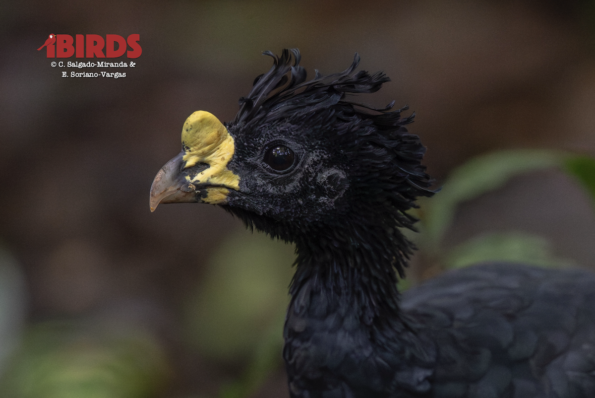 Great Curassow - ML646436068