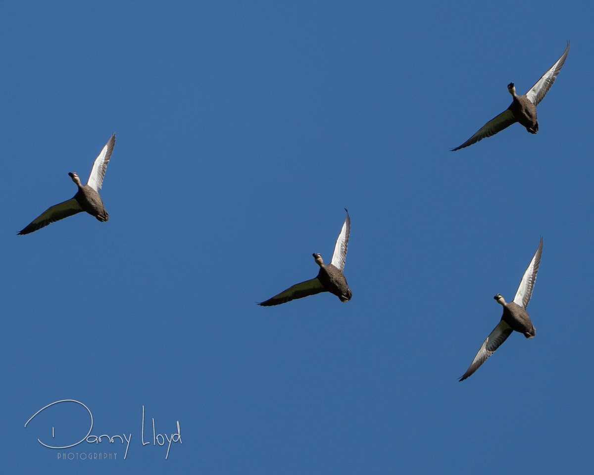 Ahate bekainduna - ML646436069