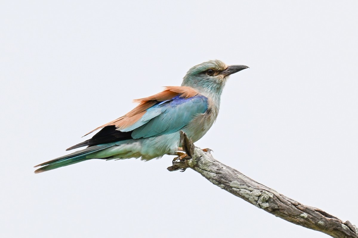 Karraka europarra - ML646436070