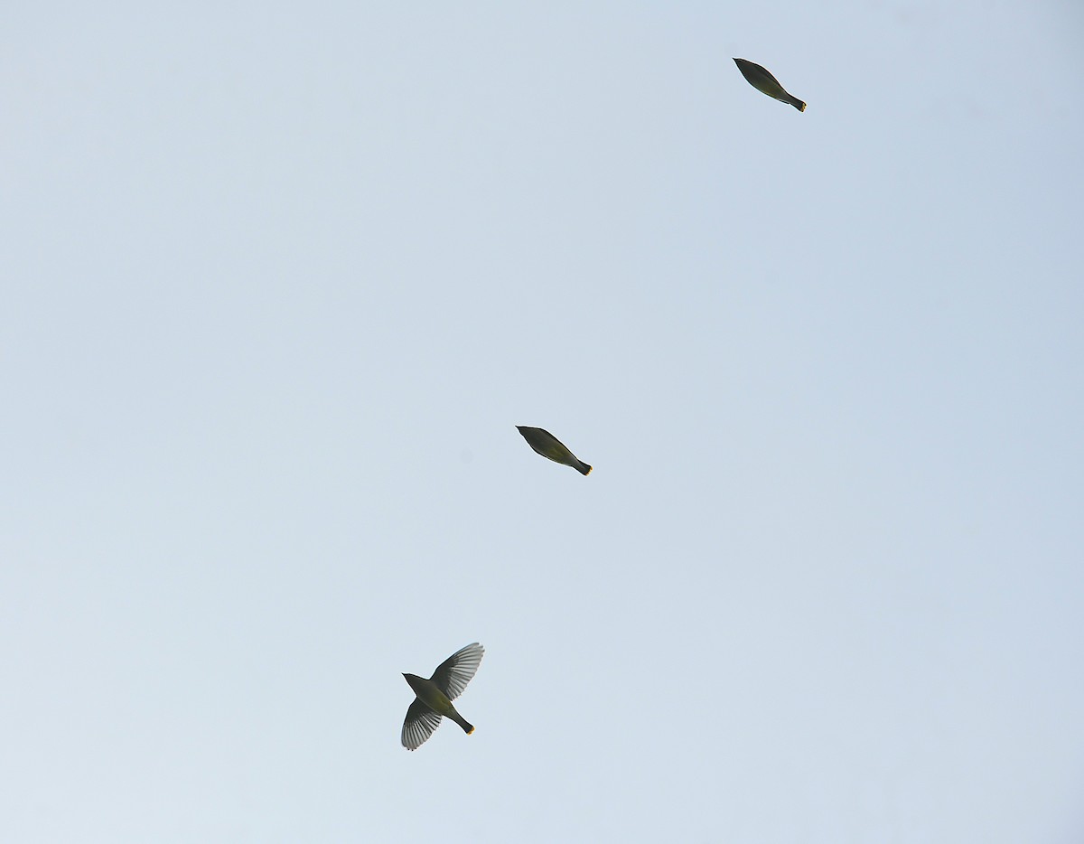 Buztanori amerikarra - ML646436071