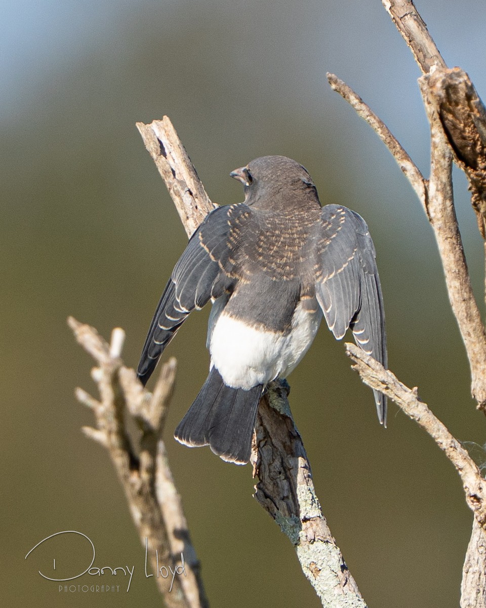 White-breasted Woodswallow - ML646436072