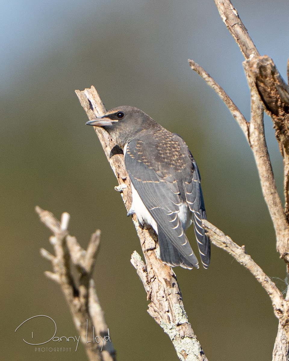 White-breasted Woodswallow - ML646436073