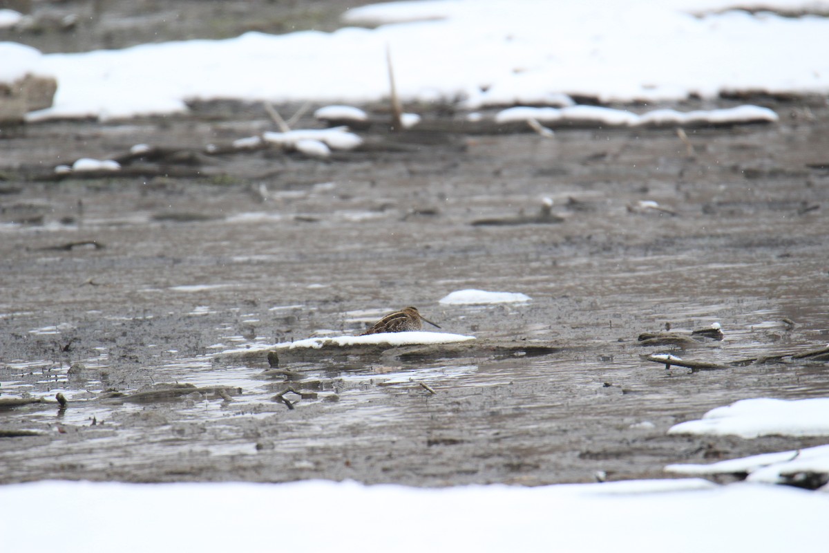 Wilson's Snipe - ML646436075