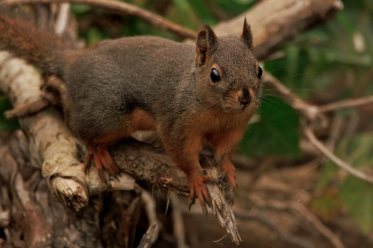 ダグラスリス - ML646436076