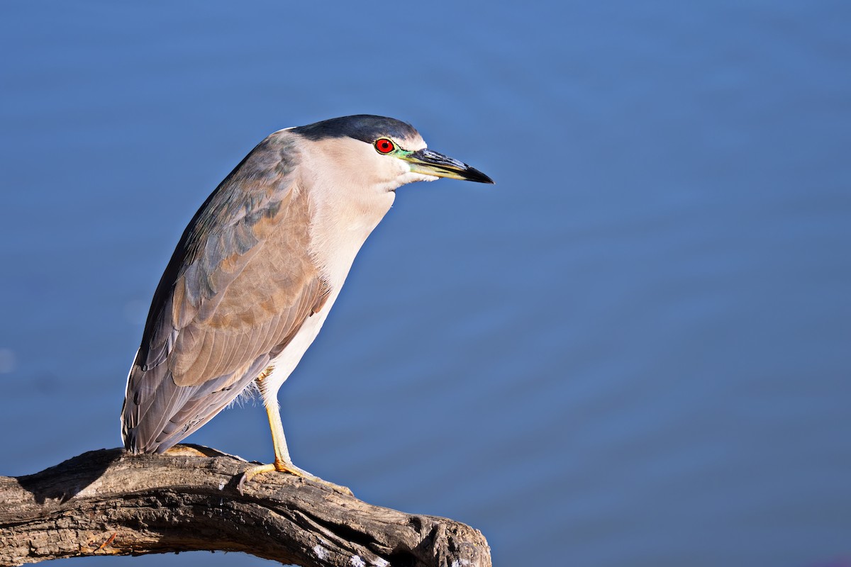 Amiltxori arrunta - ML646436081