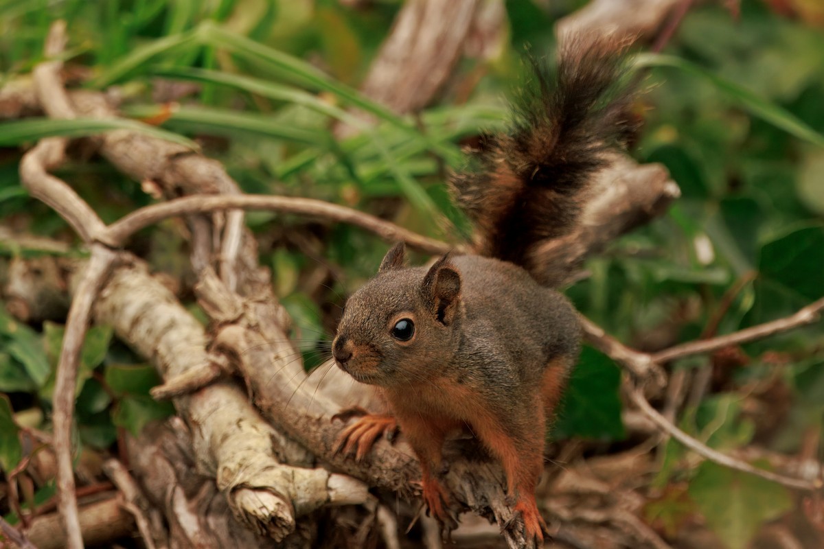 ダグラスリス - ML646436082