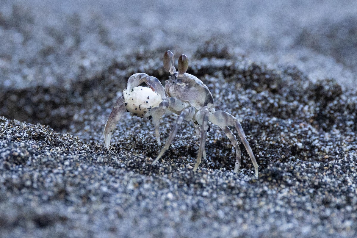 沙蟹屬 - ML646436083