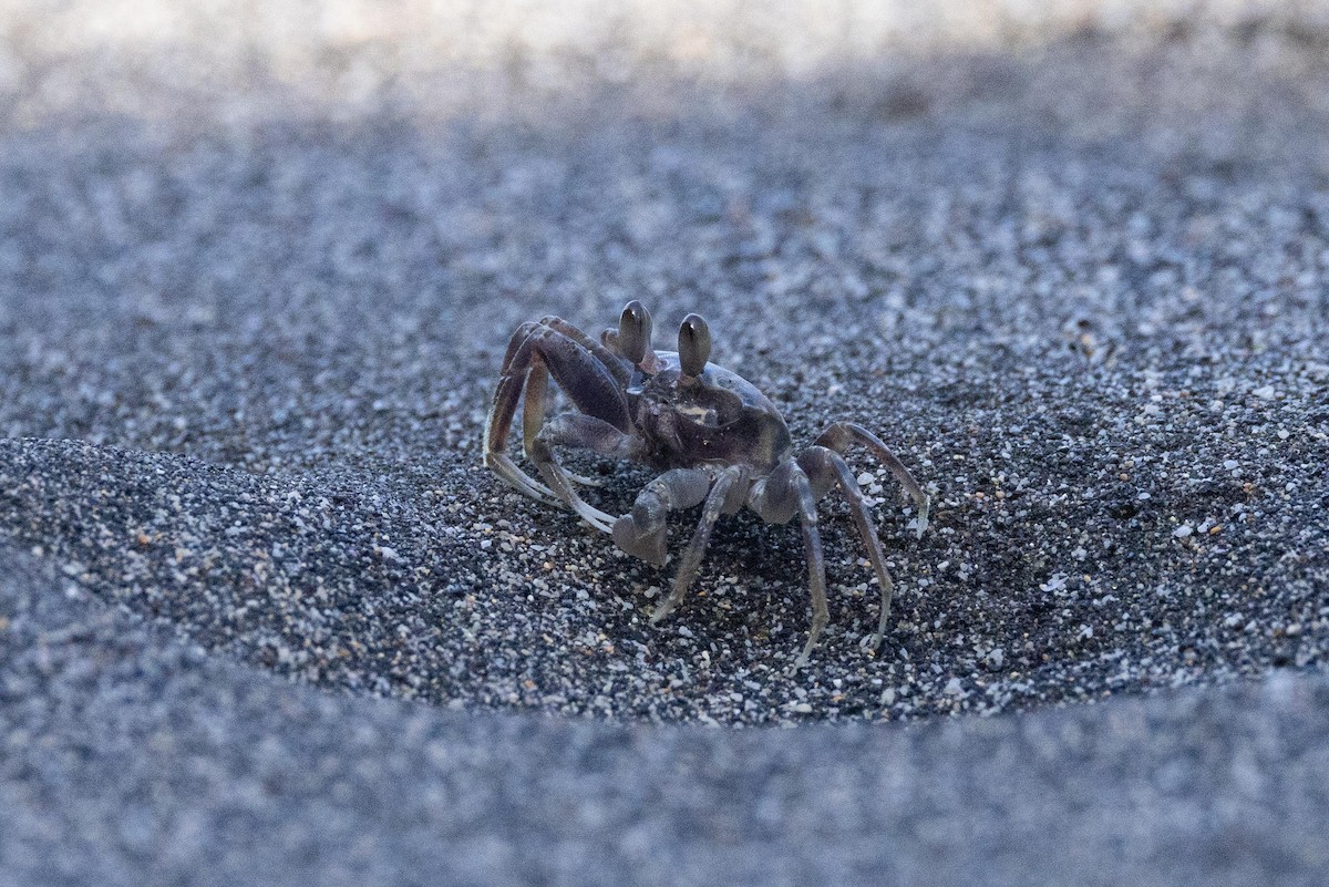 沙蟹屬 - ML646436084