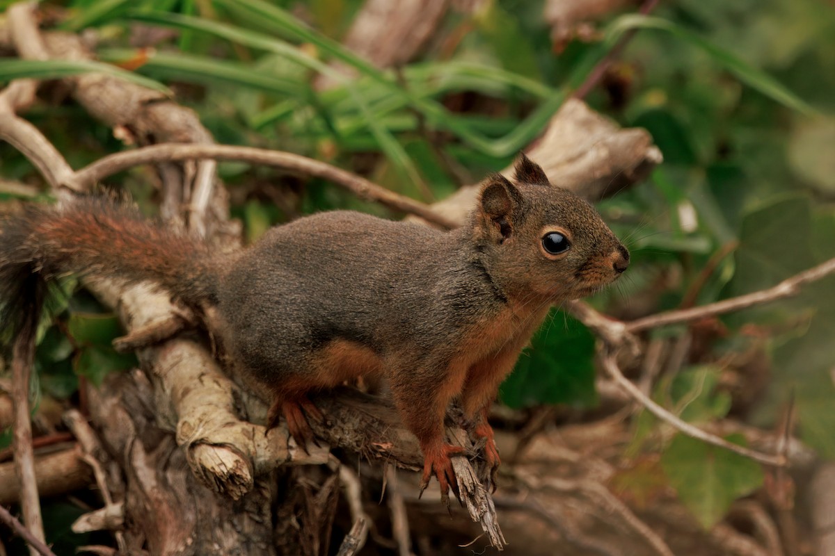 ダグラスリス - ML646436085