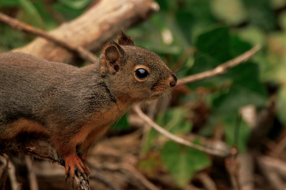 ダグラスリス - ML646436086