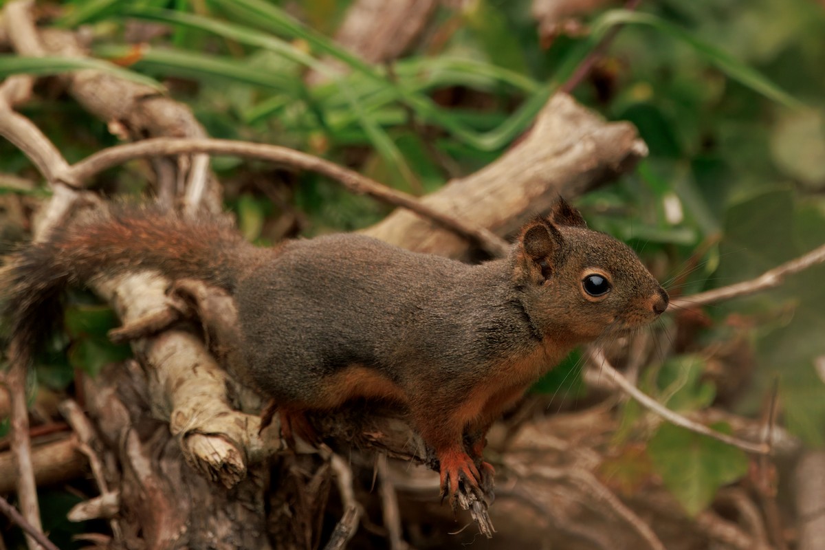 ダグラスリス - ML646436087