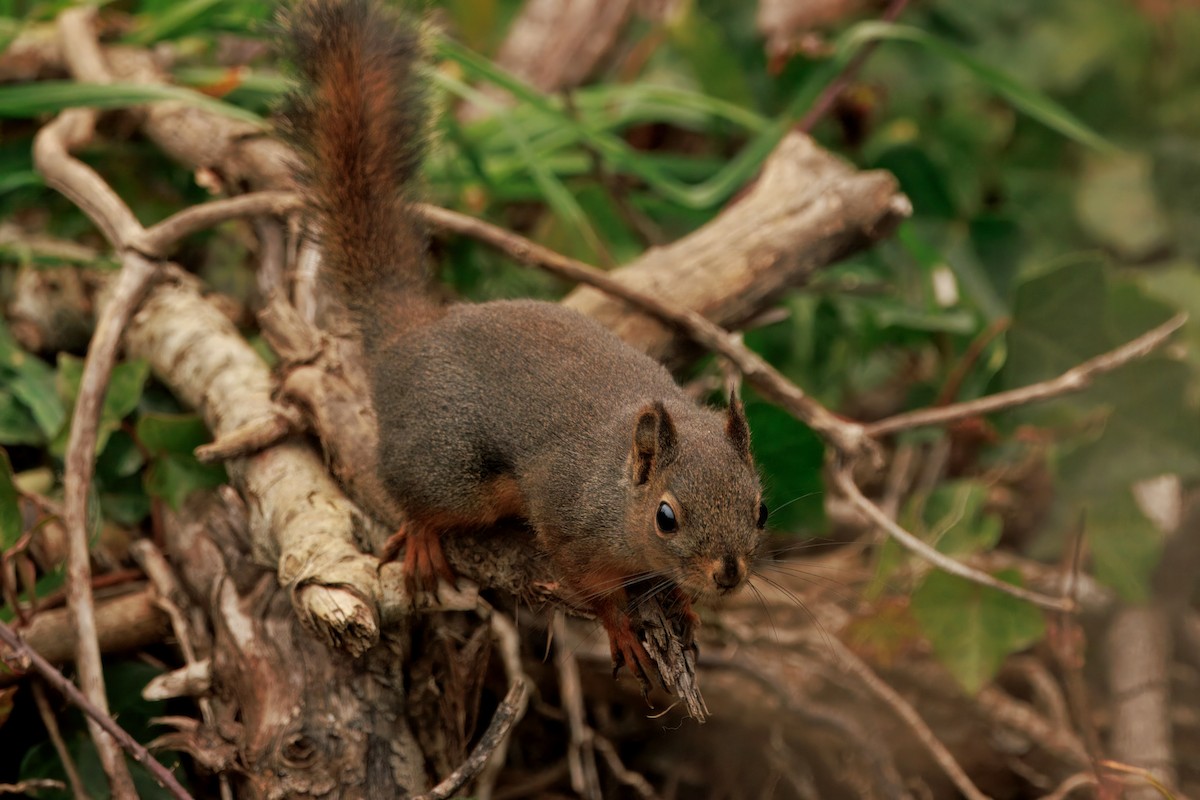 ダグラスリス - ML646436088