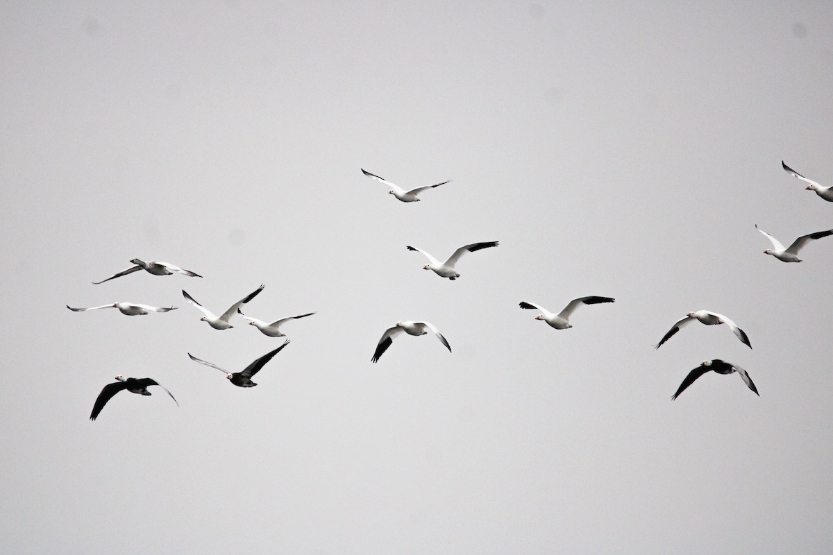 Elur-antzara - ML646436089