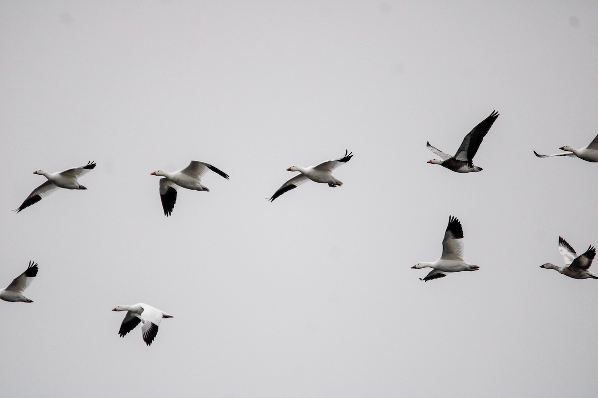 Elur-antzara - ML646436090