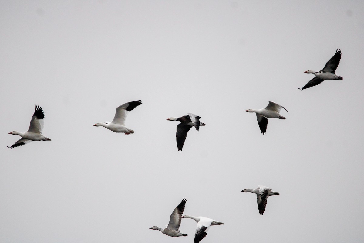 Elur-antzara - ML646436091