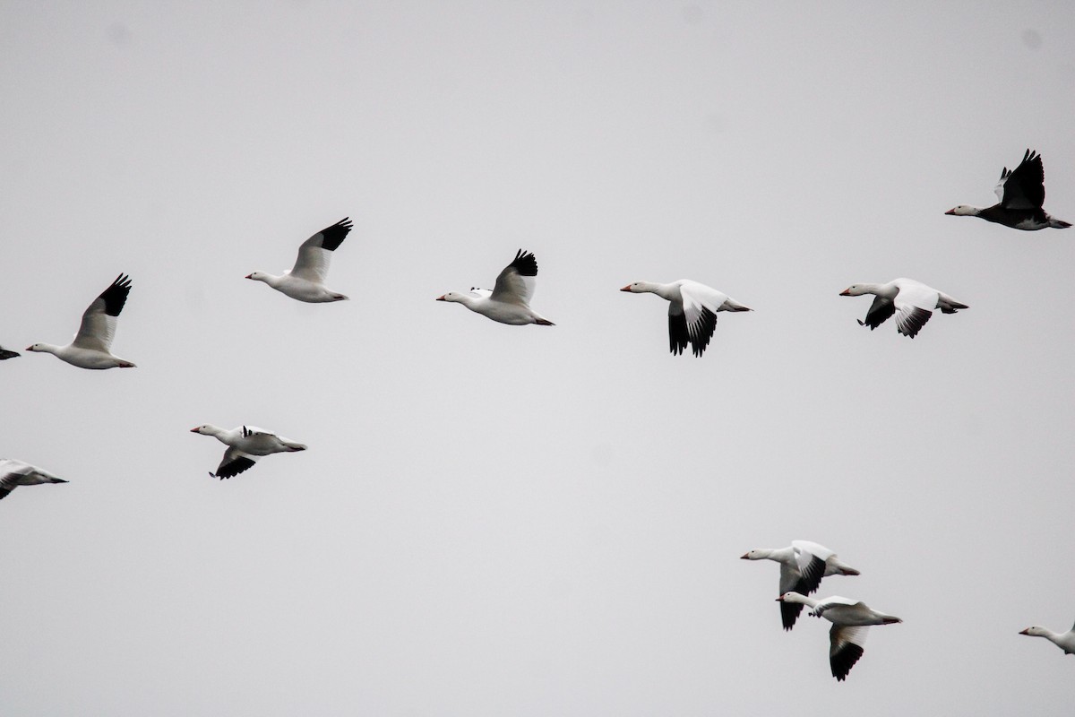 Elur-antzara - ML646436092