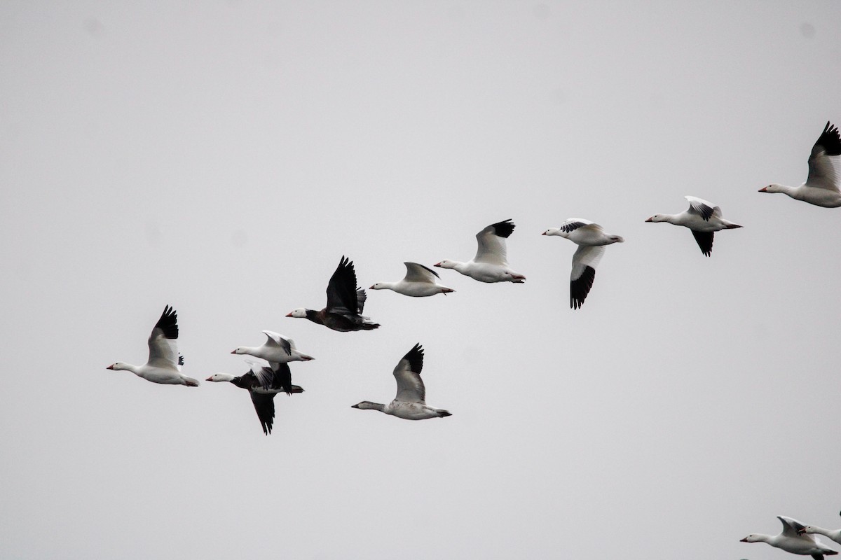 Elur-antzara - ML646436093