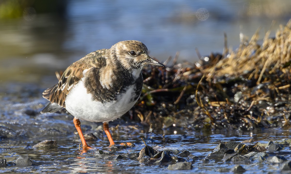 Harri-iraulari arrunta - ML646436094