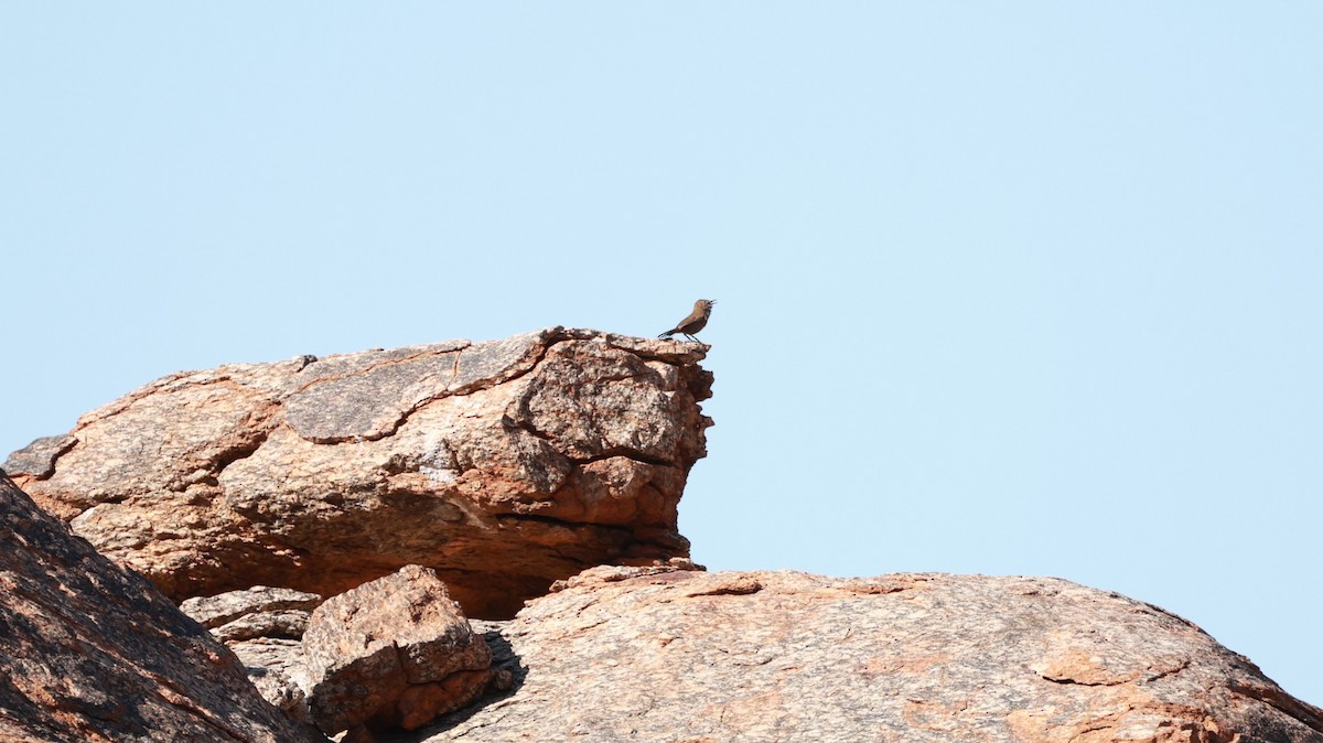 Cinnamon-breasted Warbler - ML646436095