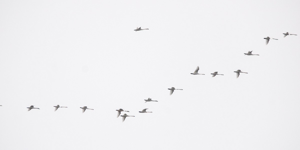 Zwergschwan - ML646436096