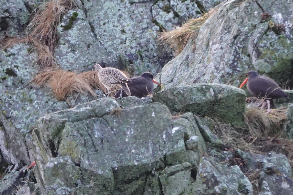 Hudsonian Whimbrel - ML646436097